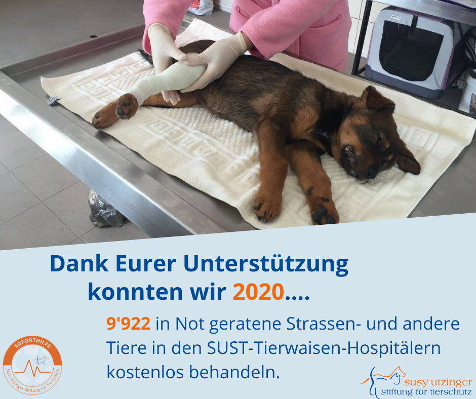 Das SUST-Tierschutzjahr 2020 - Eure Spenden kommen an!