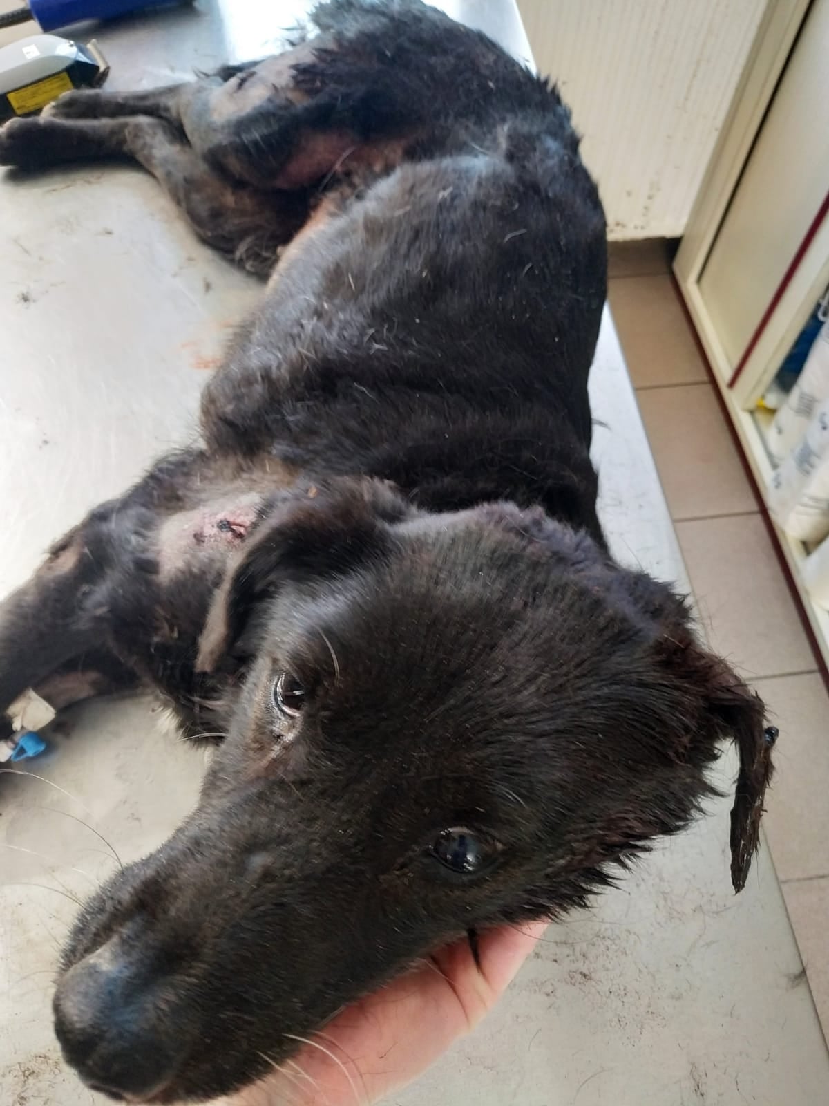 A tragic and unfortunately not rare case on the streets of Romania
