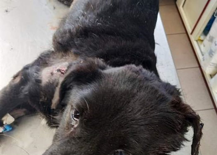 A tragic and unfortunately not rare case on the streets of Romania