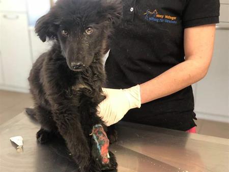 A new case at the SUST Orphan Animal Hospital Galati, Romania