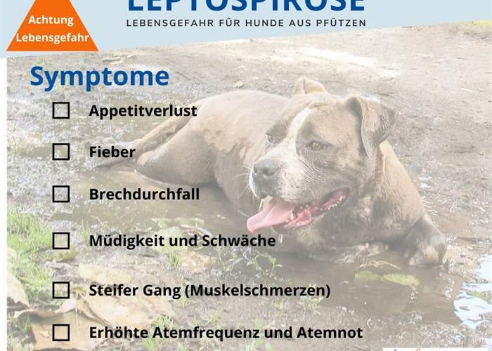 La leptospirose chez le chien