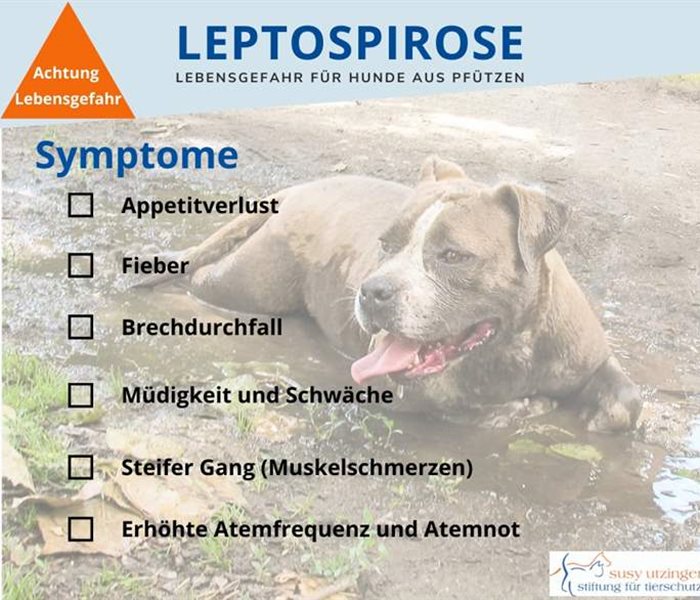 La leptospirose chez le chien