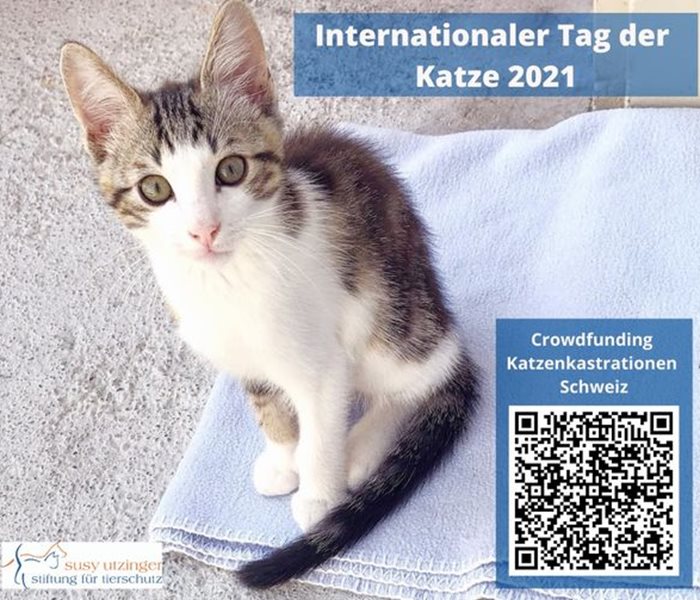 Internationaler Tag der Katze