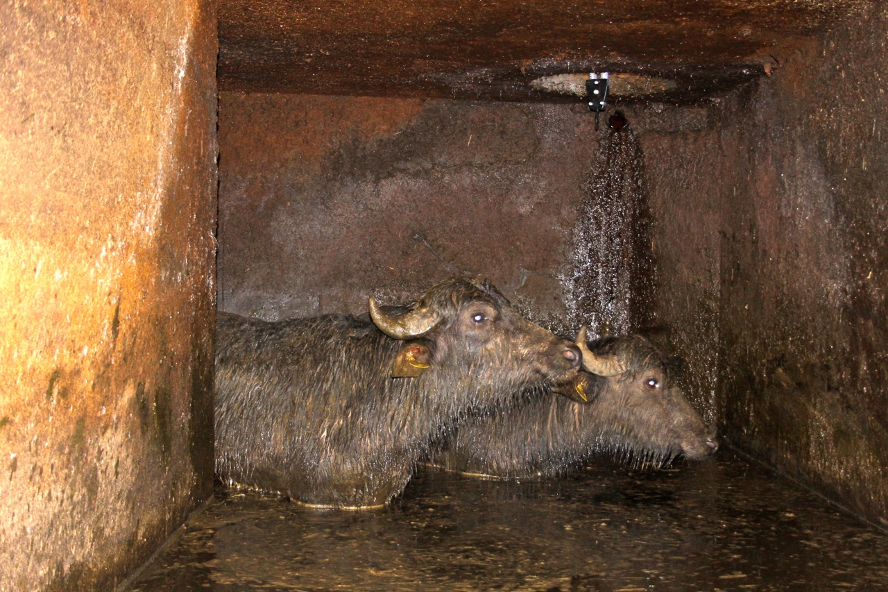 Die Susy Utzinger Stiftung für Tierschutz finanziert die Kampagne "Auch Nutztiere haben professionelle Rettungen verdient" des GTRD (Grosstier-Rettungsdienstes)