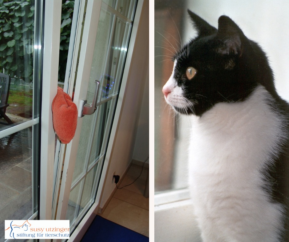 Window: a cat trap