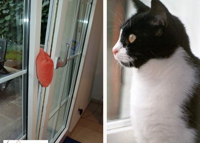 Katzenfalle Fenster