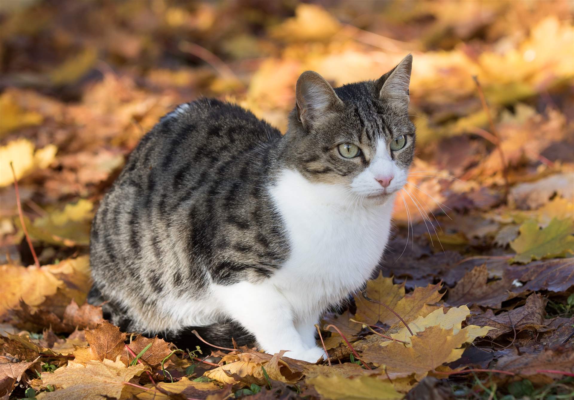 Haustiere im Herbst: Sorfgfalt kann Leben retten !
