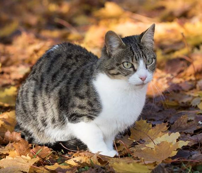 Haustiere im Herbst: Sorfgfalt kann Leben retten !