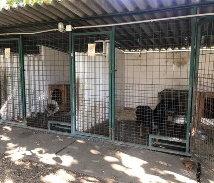 Animal shelter visit in Tatabanya