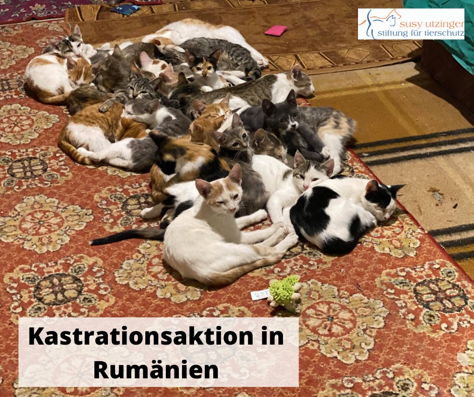 Neutering campaign for homeless cats and dogs in Romania