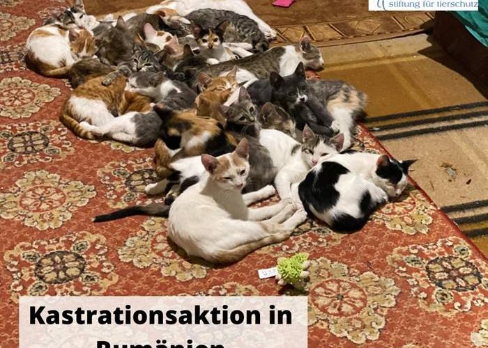 Kastrationsaktion heimatloser Katzen und Hunde in Rumänien