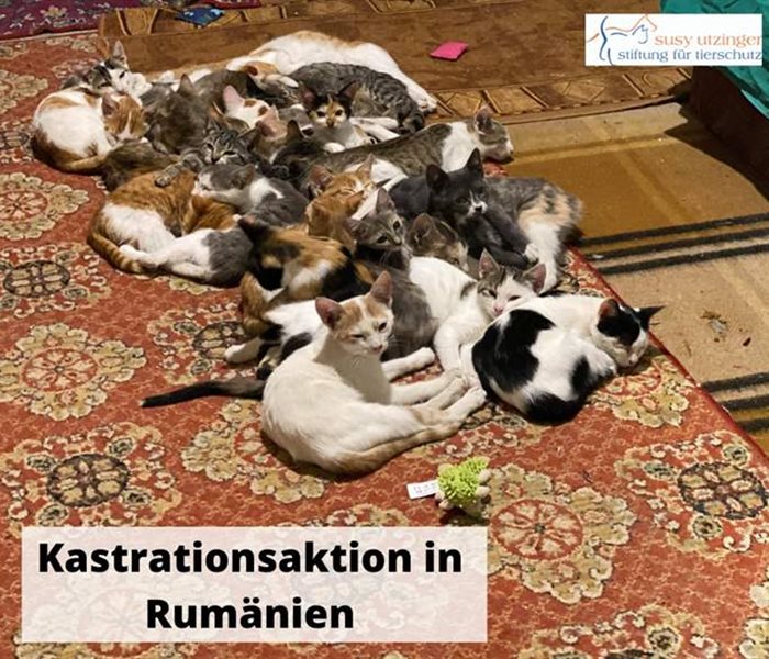 Neutering campaign for homeless cats and dogs in Romania