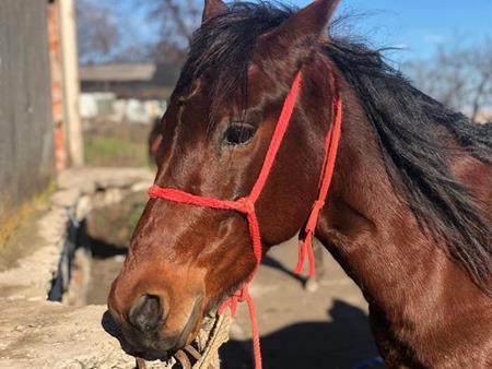 Hilfe für Arbeitspferde und -esel in Rumänien