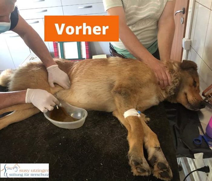 Help for a sick male dog