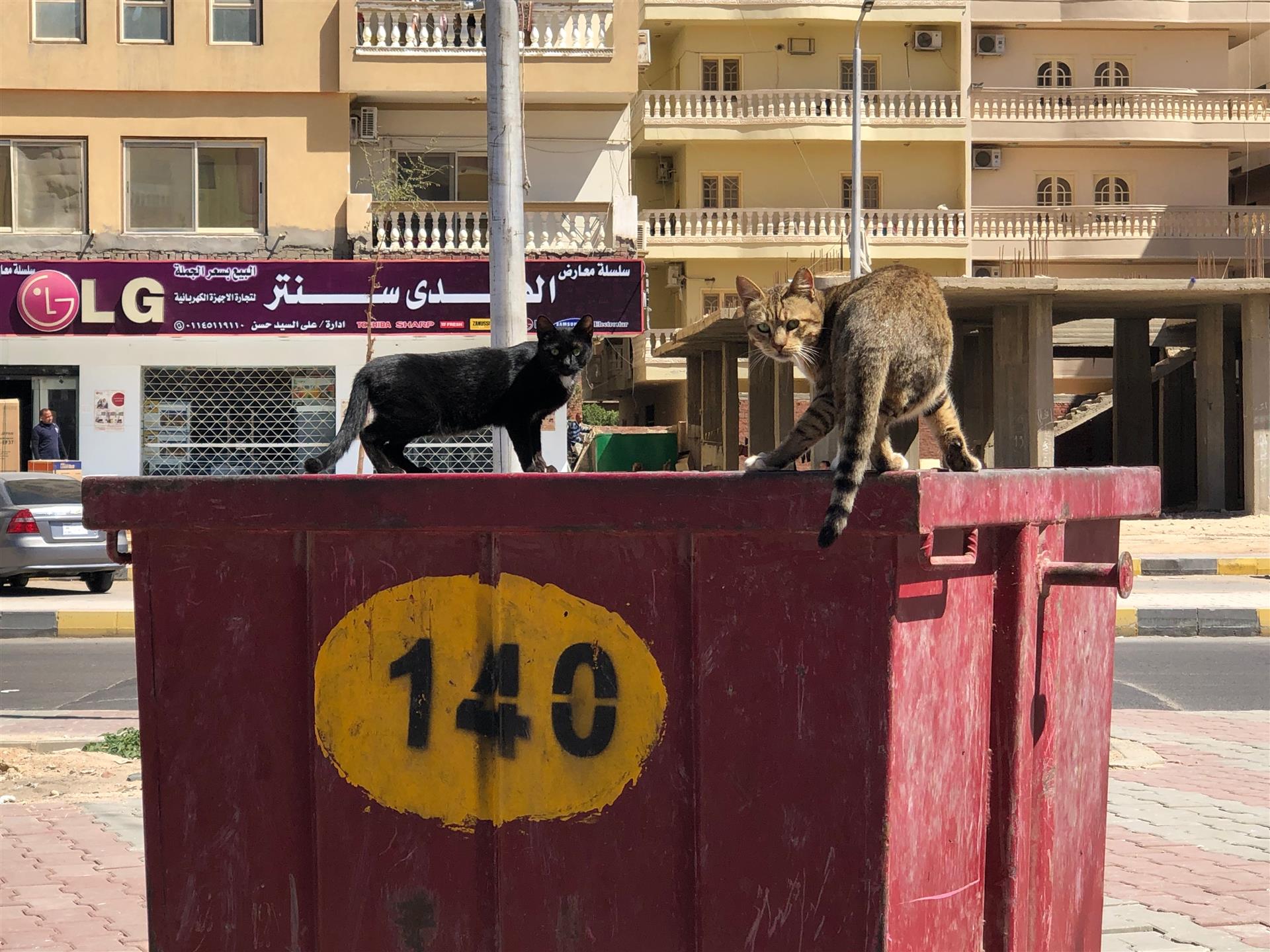 Crowdfunding für ein Ultraschallgerät für die SUST-Strassenkatzen-Klinik Hurghada, Ägypten