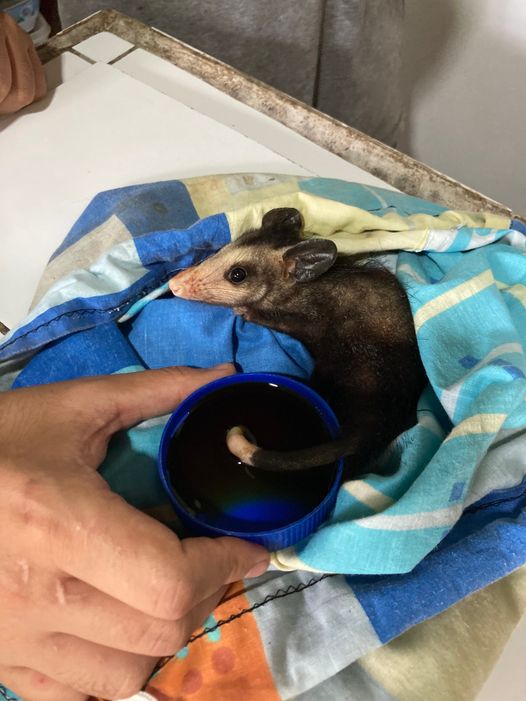 Wound care for a baby opossum