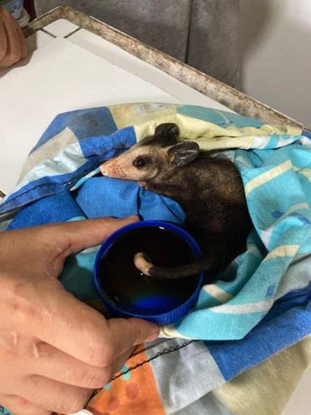 Wundversorgung bei einem Baby-Opossum
