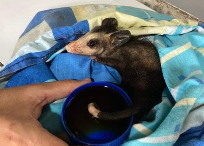 Soigner une plaie sur un bébé opossum