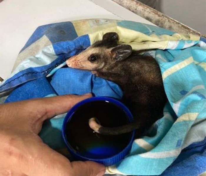 Wound care for a baby opossum