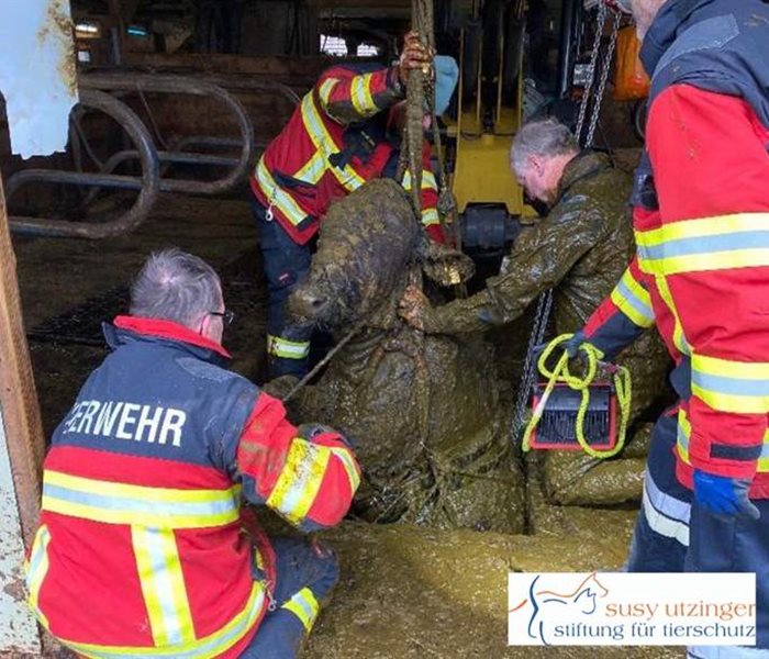 Large animal rescue service CH/FL in action