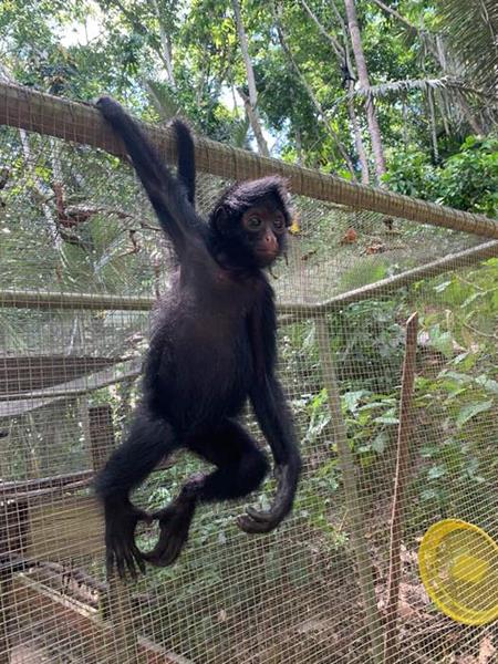 Affenbabies endlich frei