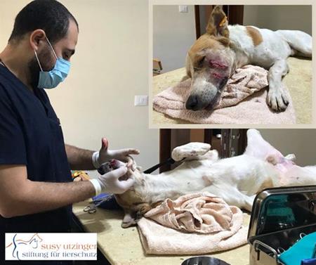Ein verletzter Strassenhund wird fachmännisch verarztet