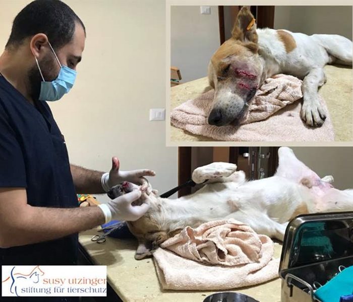 An injured street dog is professionally treated