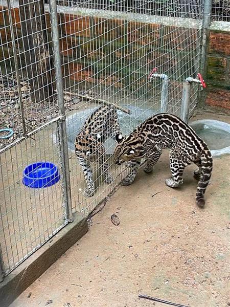 Two ocelot ladies get to know each other
