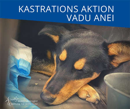 ++ Kampagnen-Report von unserer Kastrations-Aktion in Vadu Anei, Rumänien ++