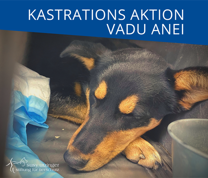 ++ Kampagnen-Report von unserer Kastrations-Aktion in Vadu Anei, Rumänien ++