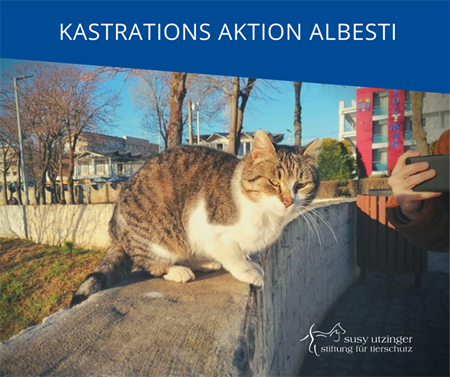 ++ Campaign report from our castration action in Albesti, Romania ++