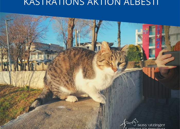 ++ Campaign report from our castration action in Albesti, Romania ++