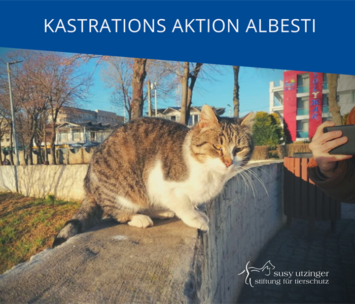 ++ Kampagnen-Report von unserer Kastrations-Aktion in Albesti, Rumänien ++