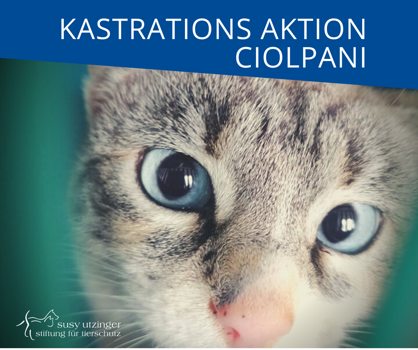++ Campaign report from our castration action in Ciolpani, Romania ++