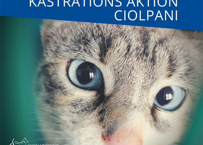 ++ Campaign report from our castration action in Ciolpani, Romania ++