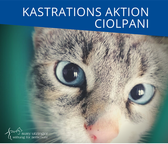 ++ Kampagnen-Report von unserer Kastrations-Aktion in Ciolpani, Rumänien ++