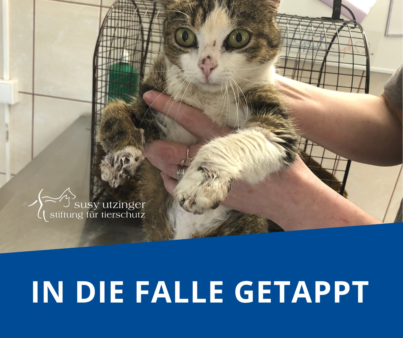 A touching story from the Orphan Animal Hospital in Galati