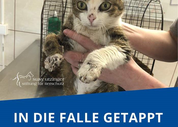A touching story from the Orphan Animal Hospital in Galati