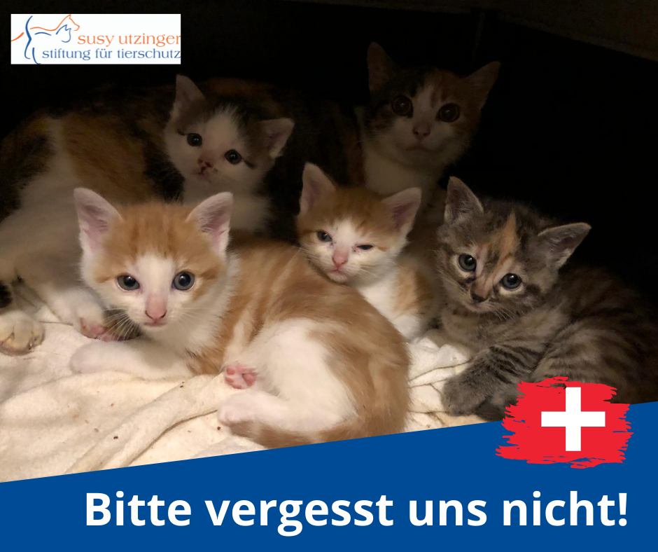 Auch in der Schweiz ist Tierschutzarbeit dringend nötig