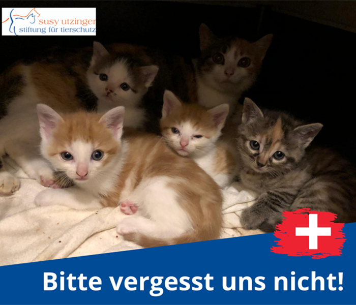 Auch in der Schweiz ist Tierschutzarbeit dringend nötig