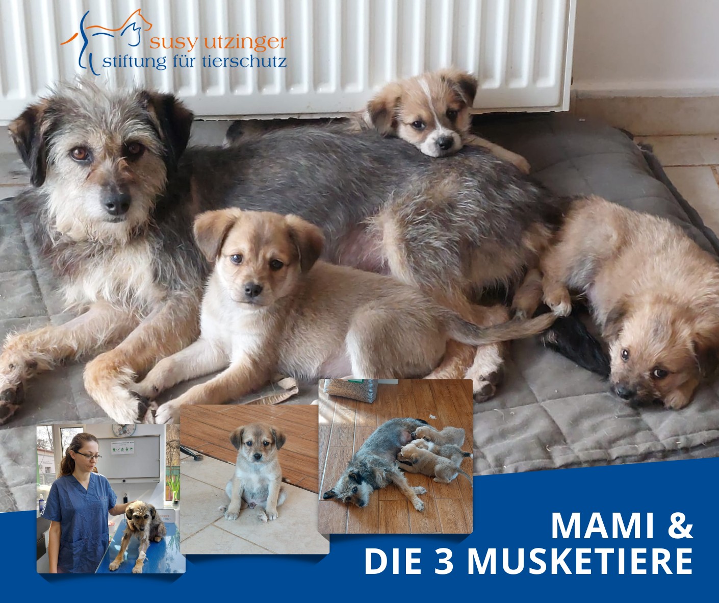 Ein weiterer Fall im SUST-Tierwaisenhospital Bukarest