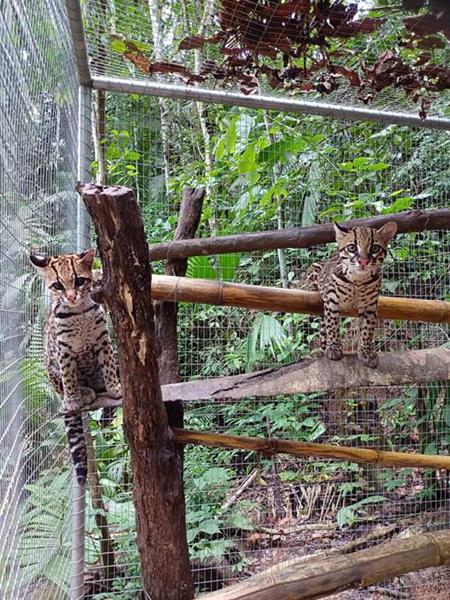 New home for two ocelot ladies