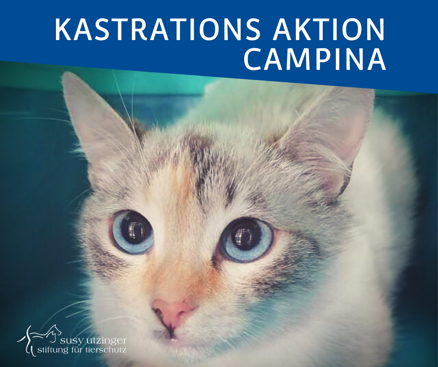 ++ Kampagnen-Report von unserer Kastrations-Aktion in Campina, Rumänien ++