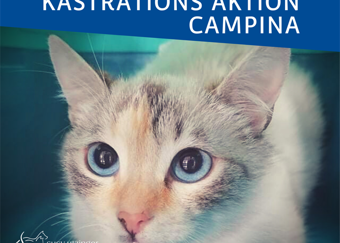 ++ Campaign report from our castration action in Campina, Romania ++
