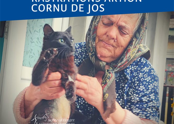 ++ Kampagnen-Report von unserer Kastrations-Aktion in Cornu de Jos, Rumänien ++