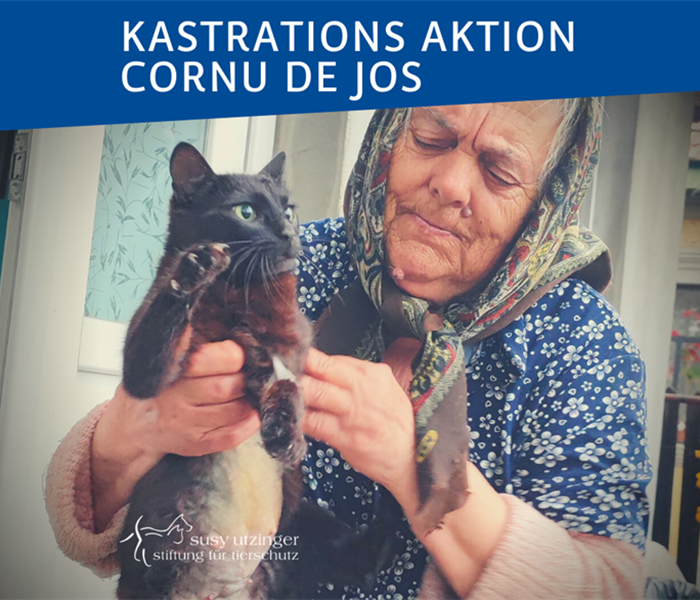 ++ Kampagnen-Report von unserer Kastrations-Aktion in Cornu de Jos, Rumänien ++