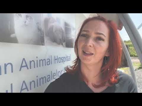 Neue Hundeboxen für das SUST-Tierwaisenhospital Galati, Rumänien