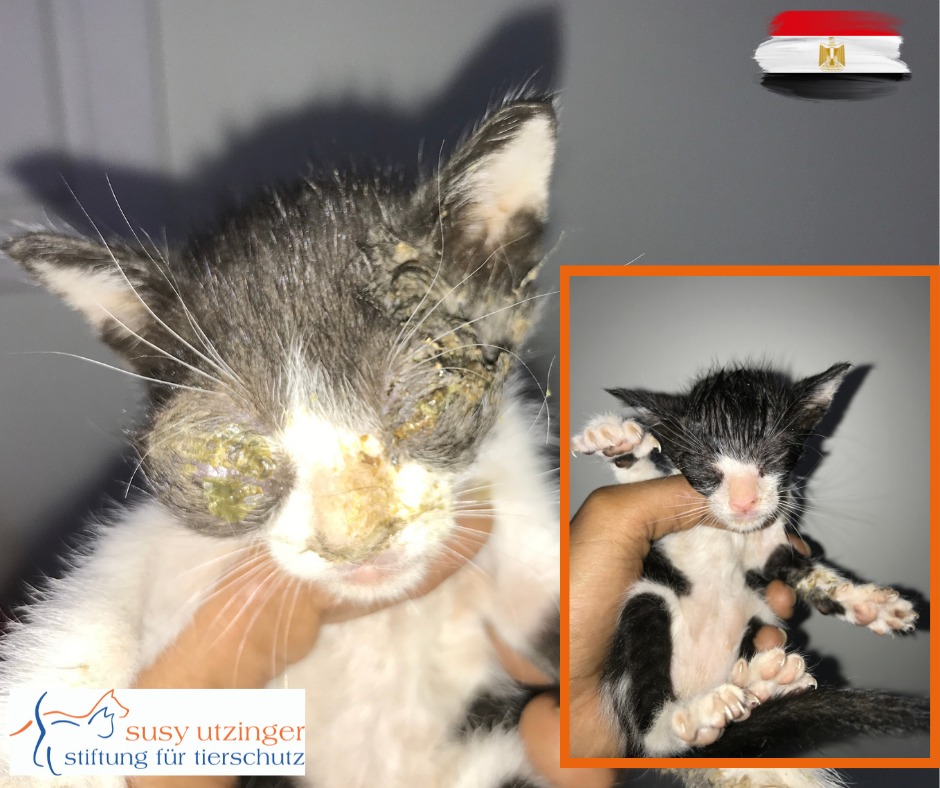 Gefährliches Leben für Katzen, auf den Strassen Hurghadas
