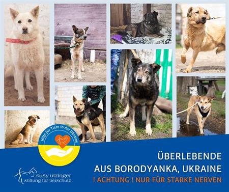 Überlebende Tiere aus Borodyanka, Ukraine