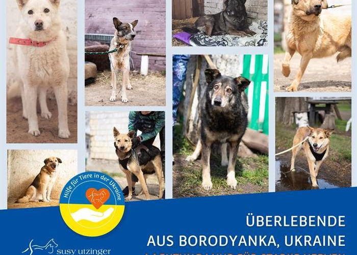 Surviving animals from Borodyanka, Ukraine